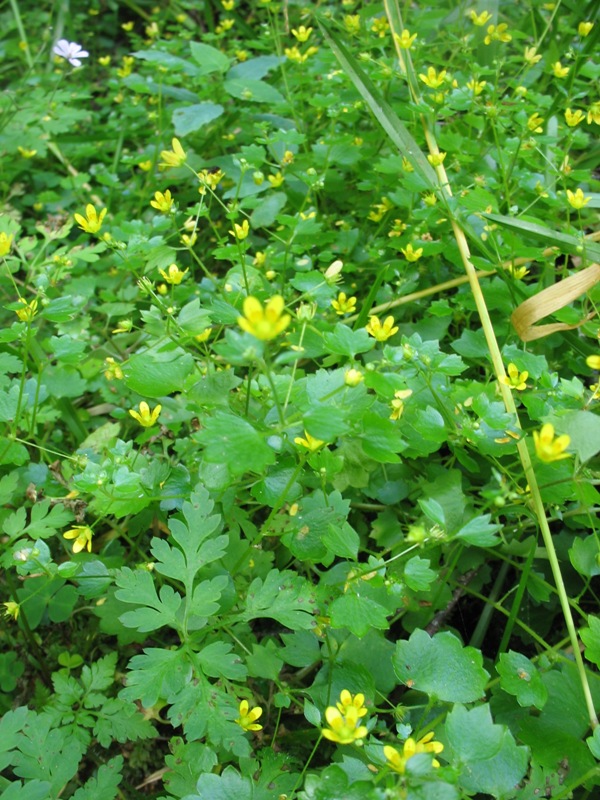 Изображение особи Saxifraga cymbalaria.