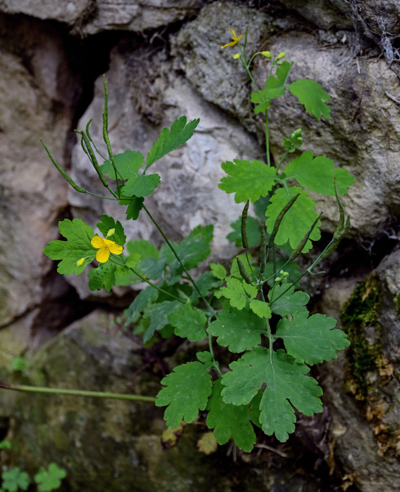 Изображение особи Chelidonium majus.