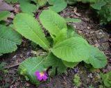 Primula vulgaris