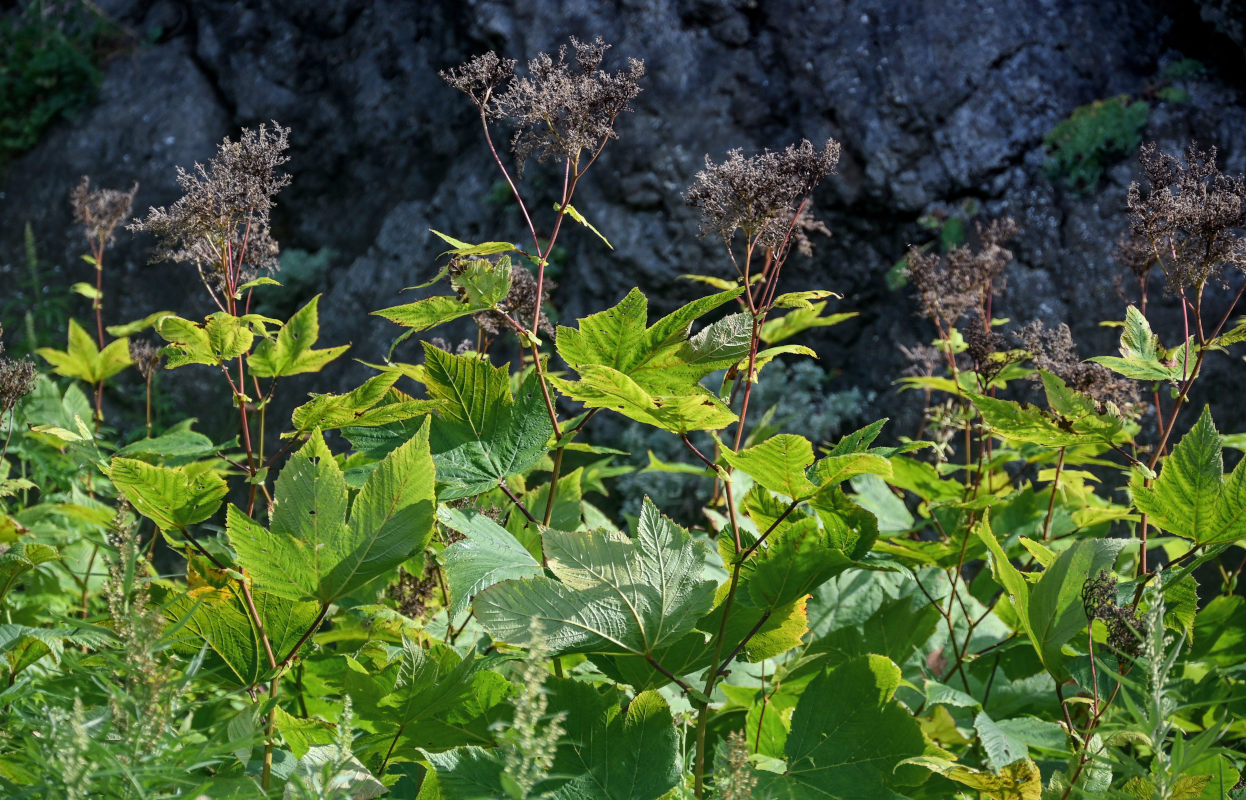 Изображение особи Filipendula camtschatica.
