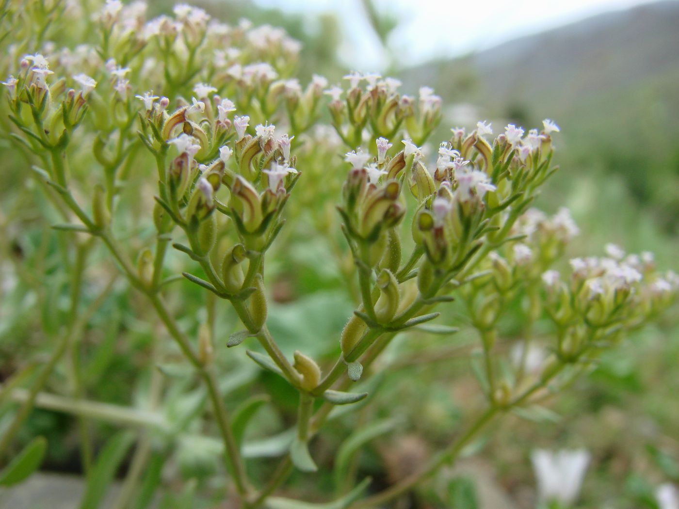 Изображение особи Valerianella plagiostephana.