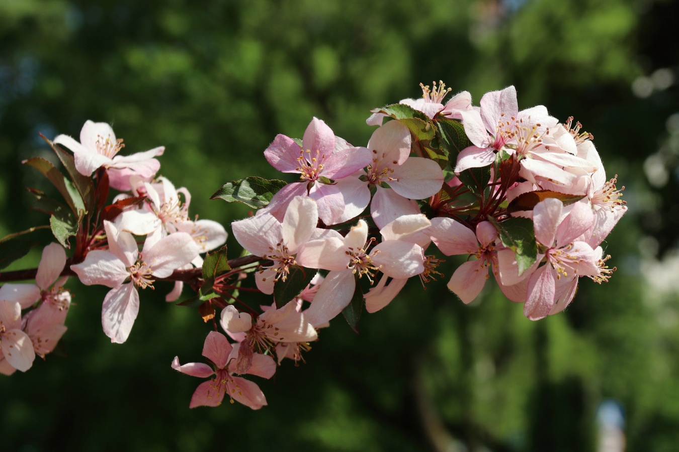 Изображение особи Malus &times; moerlandsii.
