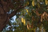 Albizia lebbeck