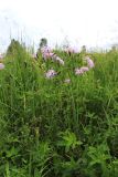Dianthus superbus