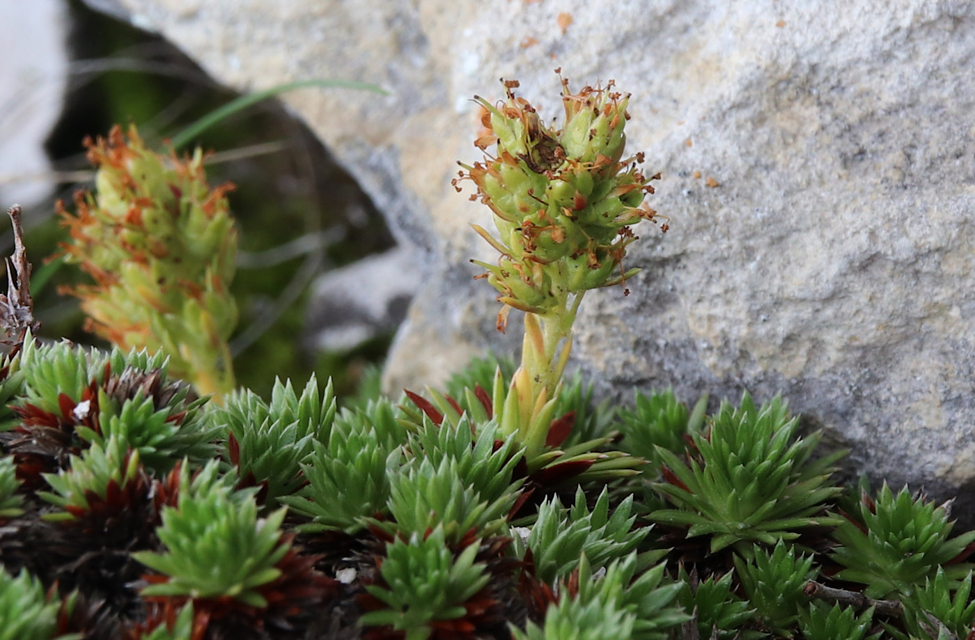 Image of Saxifraga juniperifolia specimen.