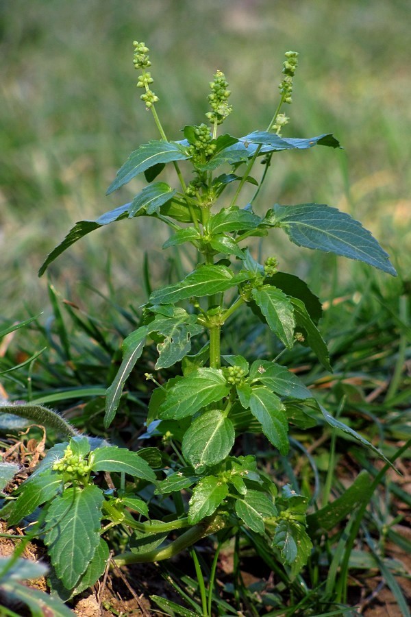 Изображение особи Mercurialis annua.