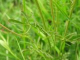 Cardamine pratensis