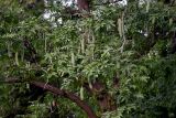 Gleditsia sinensis. Верхушки ветвей с незрелыми плодами и часть ствола с колючками. Китай, провинция Шэньси, г. Сиань, в культуре. 11.06.2024.