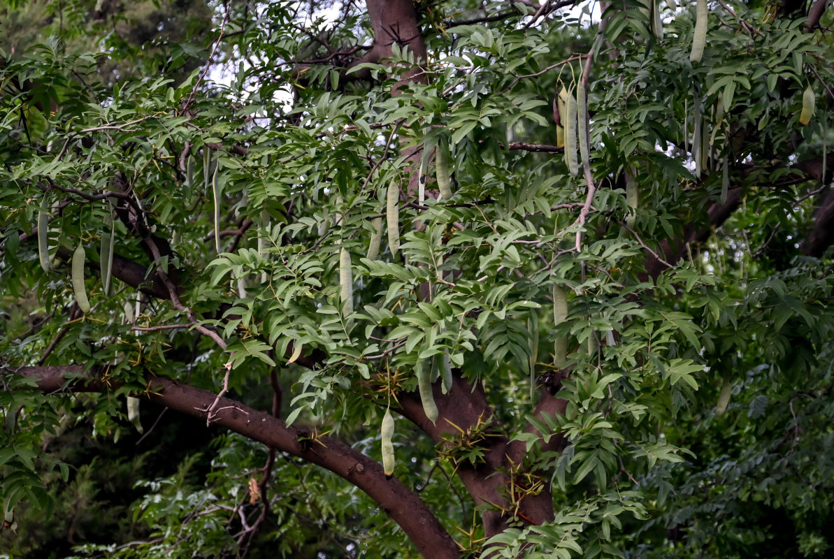 Изображение особи Gleditsia sinensis.