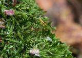 Hypnum cupressiforme