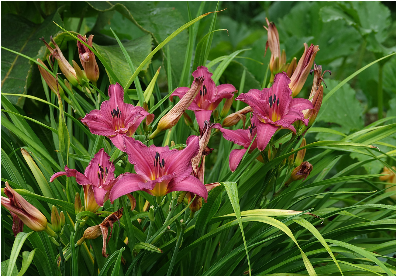 Изображение особи Hemerocallis × hybrida.