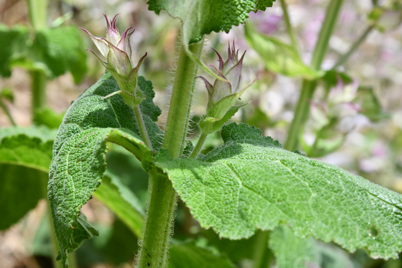 Изображение особи Salvia sclarea.