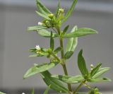 Oldenlandia corymbosa