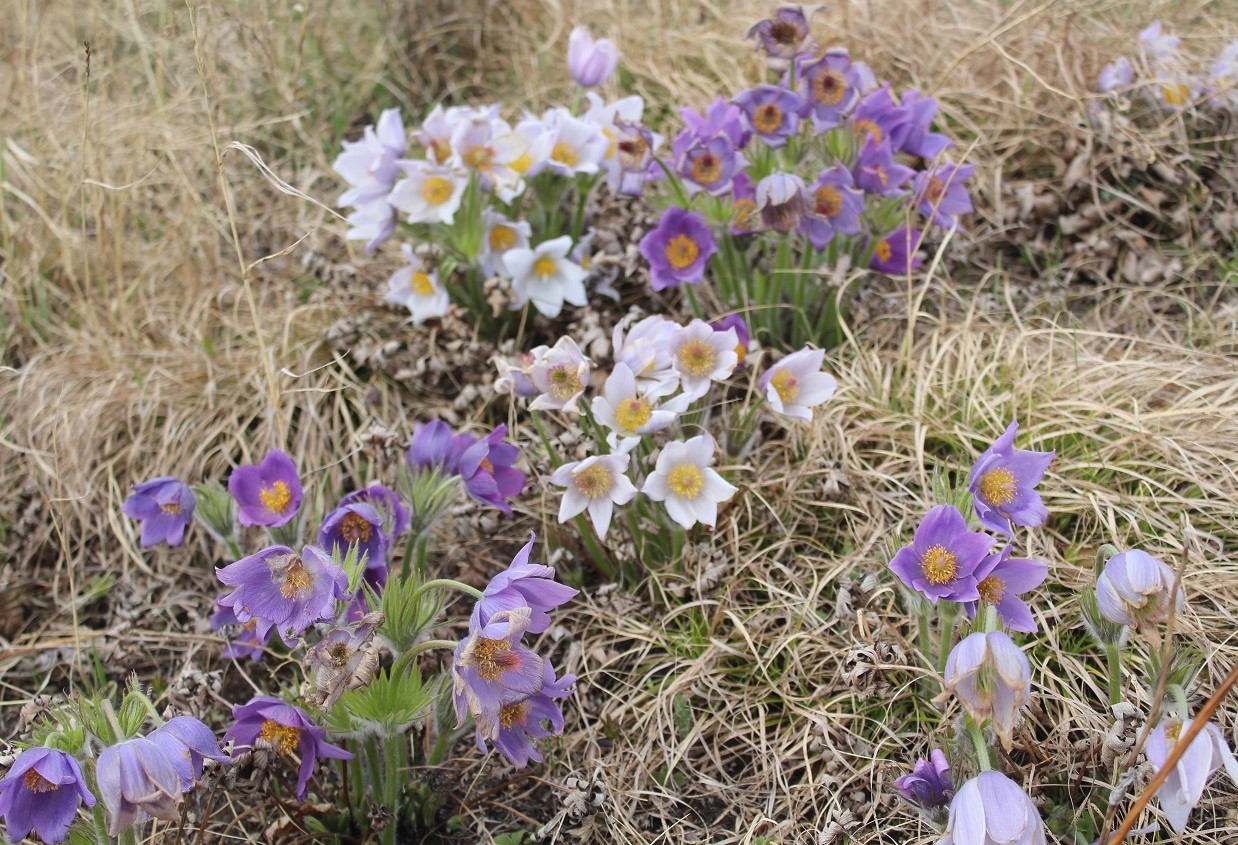Image of Pulsatilla multifida specimen.