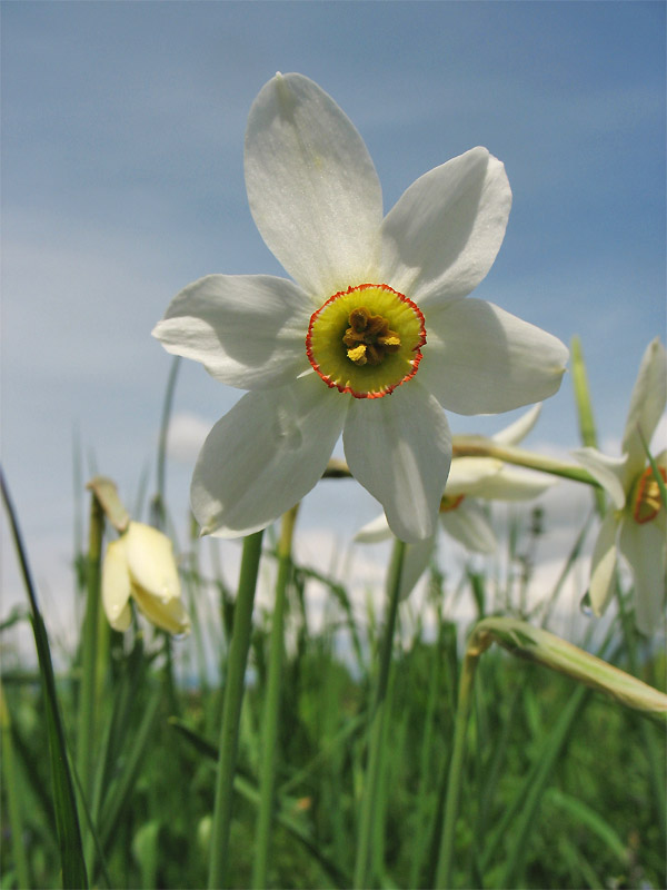 Изображение особи Narcissus angustifolius.