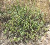 Scutellaria microdasys