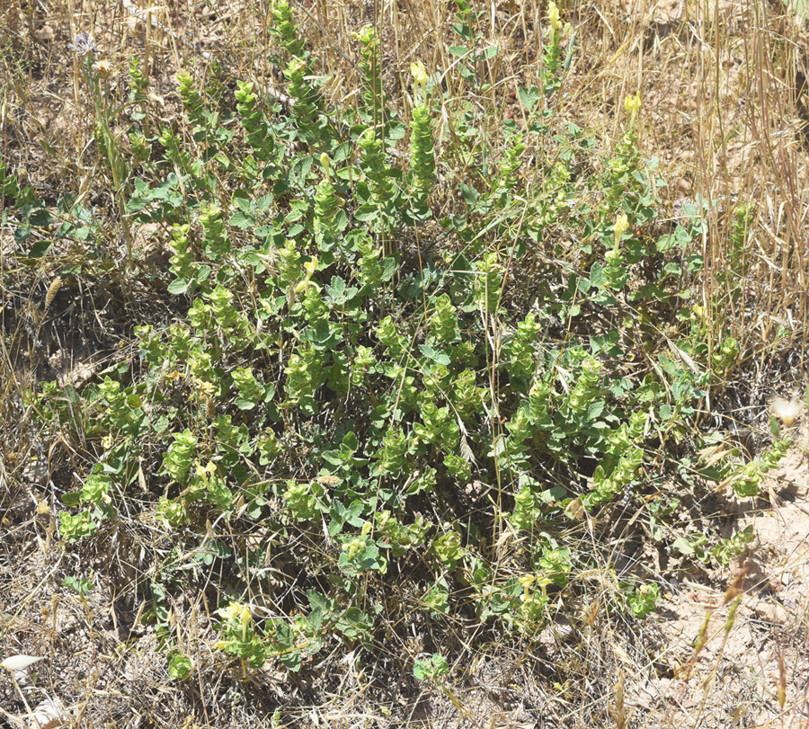 Image of Scutellaria microdasys specimen.