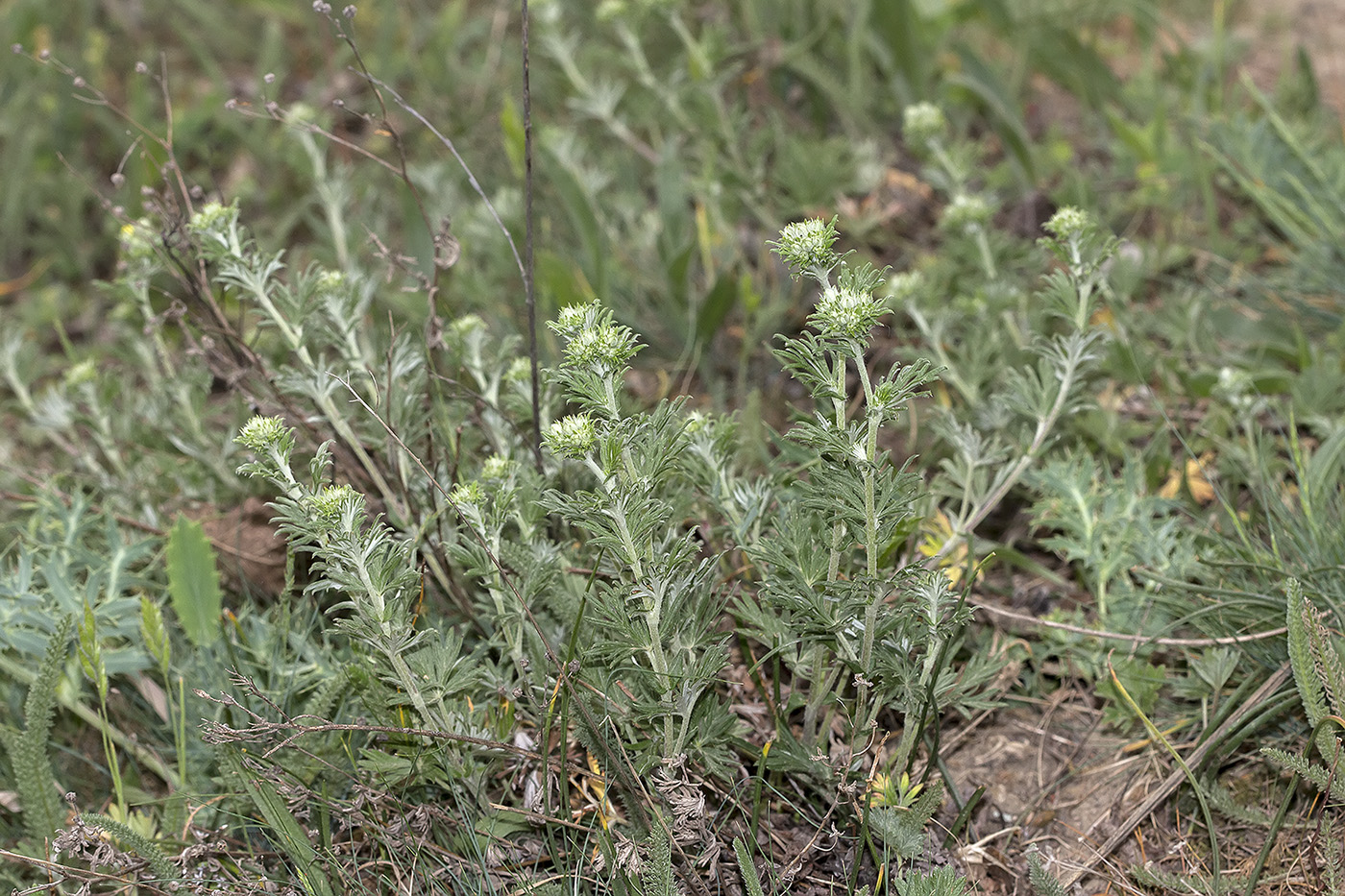 Изображение особи род Potentilla.