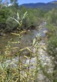 Salix eleagnos