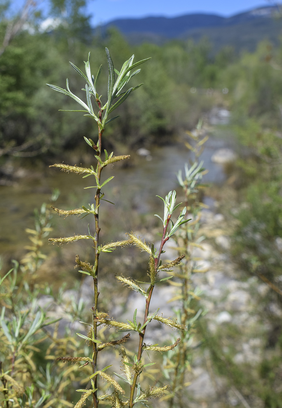 Image of Salix eleagnos specimen.