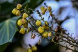 Mahonia bealei