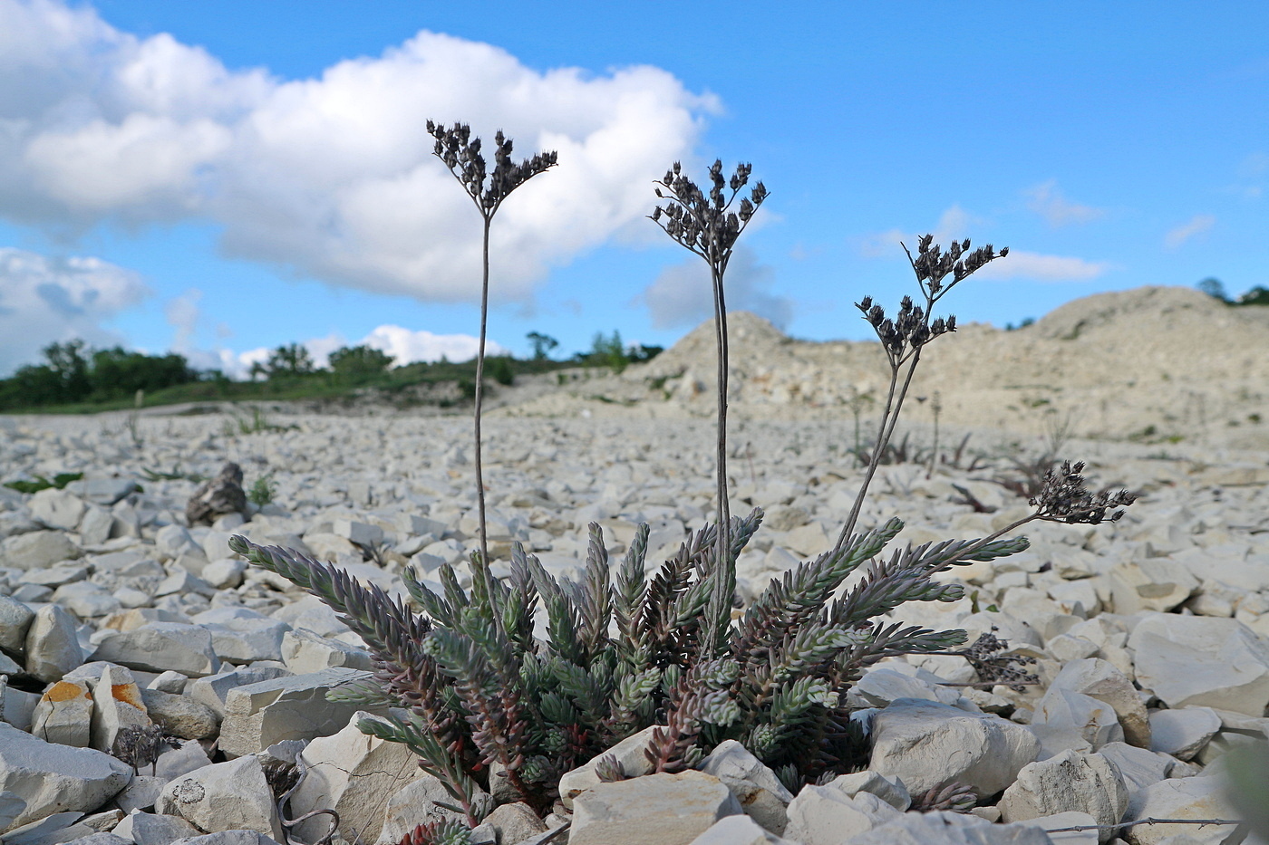 Image of Sedum reflexum specimen.