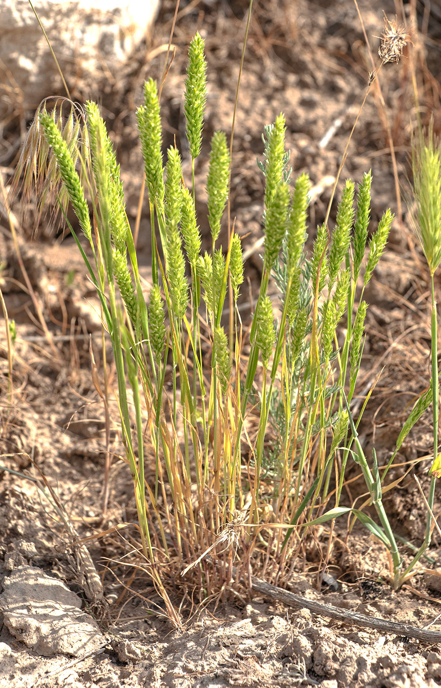 Image of familia Poaceae specimen.