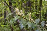 Lauro-cerasus officinalis. Верхушка цветущей ветви с повреждёнными листьями. Краснодарский край, Апшеронский р-н, хр. Азиш-Тау, опушка букового леса, у лесной дороги. 24.05.2025.