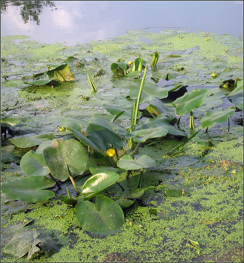 Image of Nuphar lutea specimen.