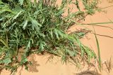 Senecio erucifolius. Листья в прикорневой части растения. Астраханская обл., Наримановский р-н, окр. с. Николаевка, бархан Большой Брат, опустыненная степь, участок подвижных песков. 03.06.2025.
