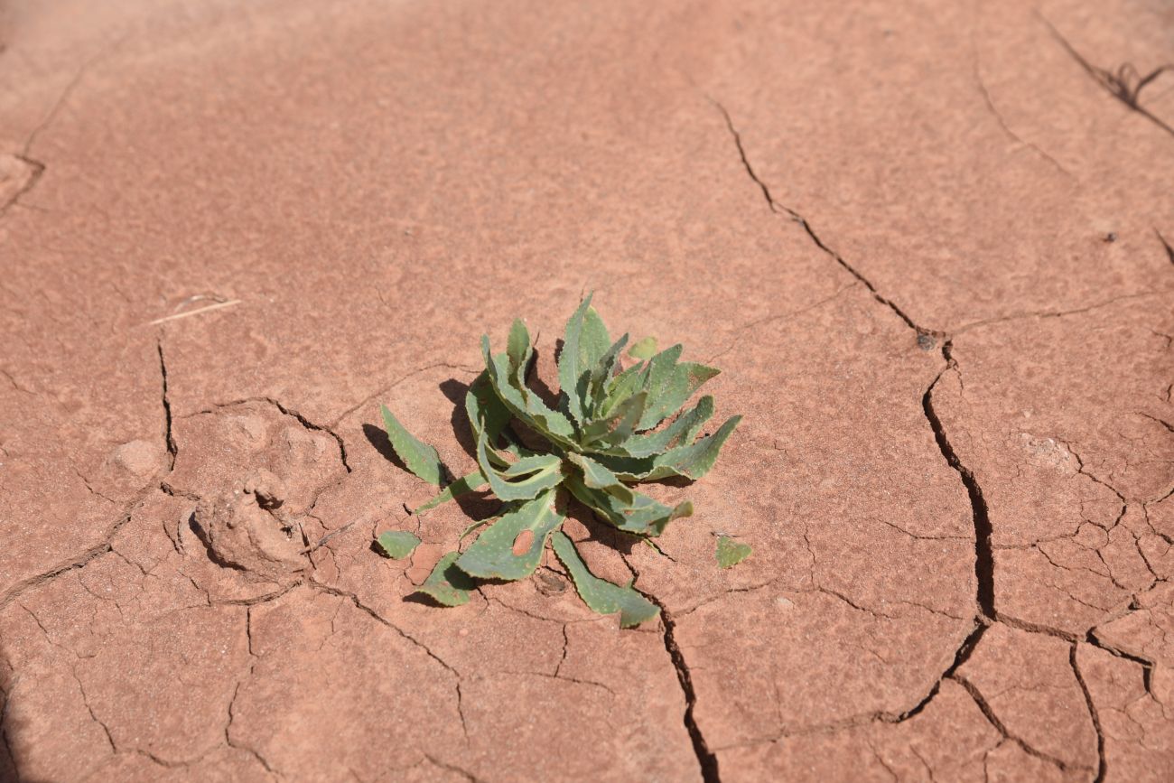 Image of Caccinia macranthera specimen.