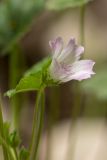 Malva neglecta. Цветок. Краснодарский край, Отрадненский р-н, окр. хут. Ильич, дол. р. Кува, широколиственный лес, каменистый склон. 15.06.2025.