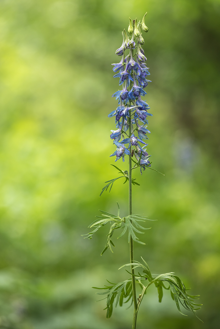 Image of genus Delphinium specimen.