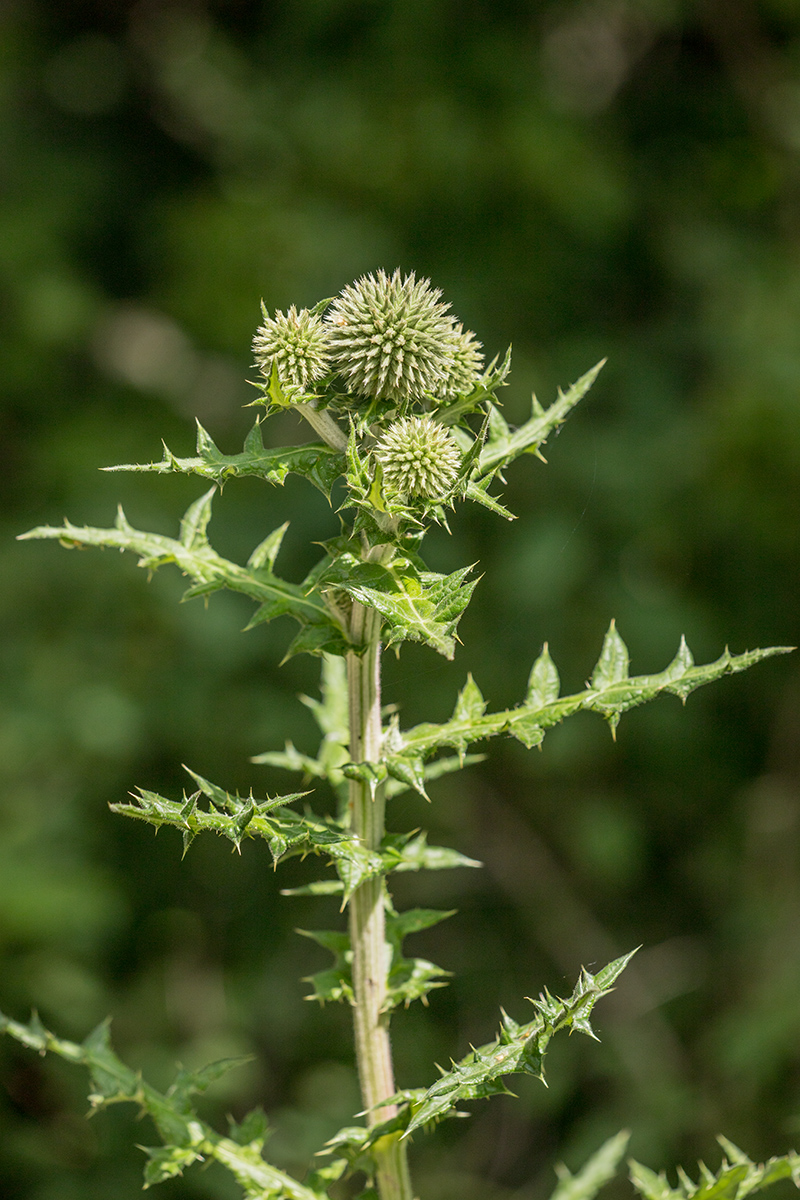 Image of Echinops sphaerocephalus specimen.