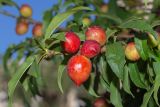 Persica vulgaris разновидность nectarina. Верхушка ветки с плодами. Израиль, г. Яффо, в культуре. 08.05.2025.