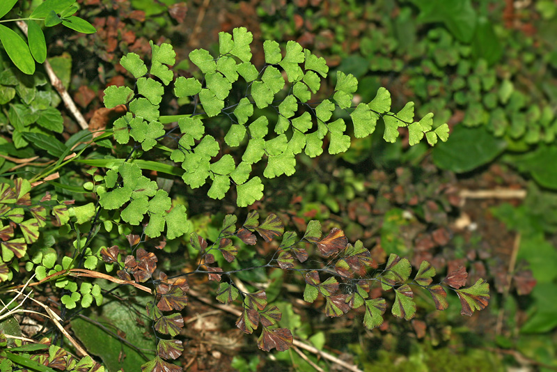 Изображение особи Adiantum capillus-veneris.