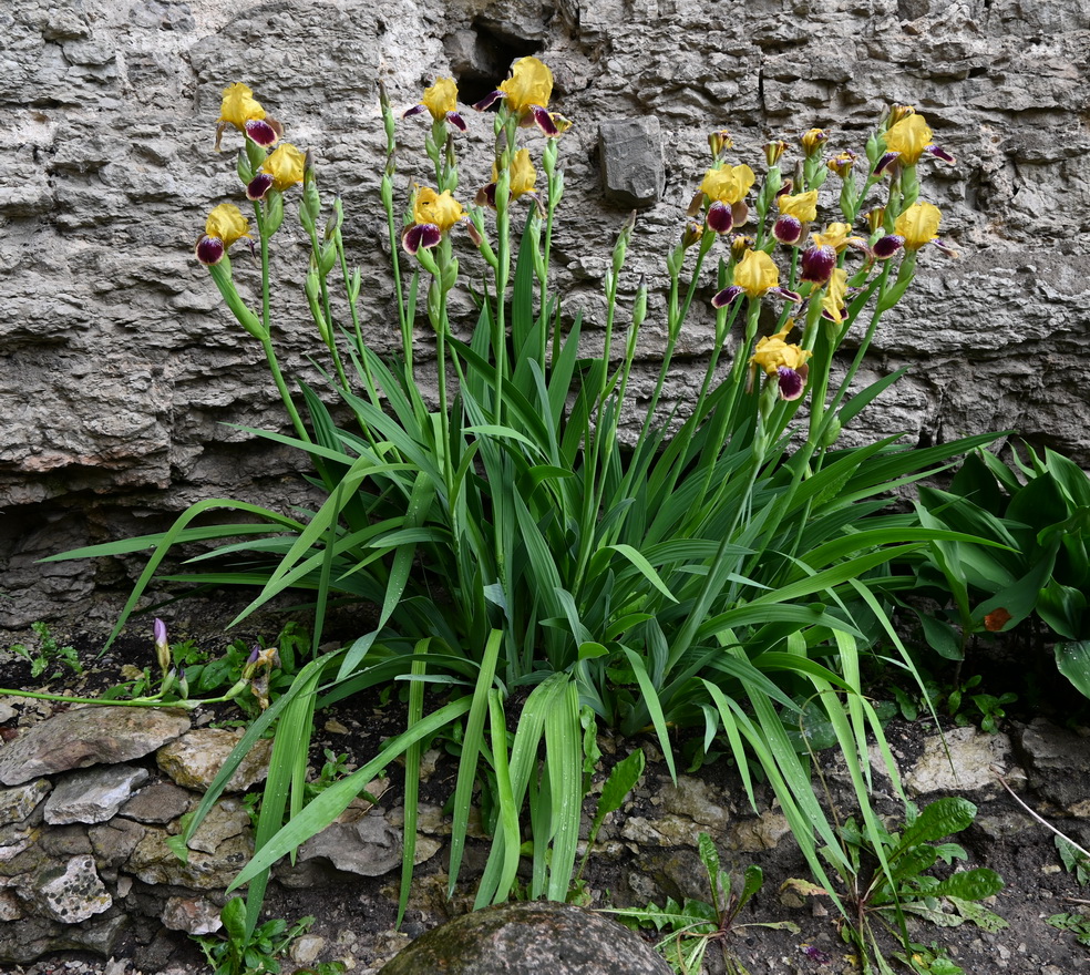 Изображение особи род Iris.