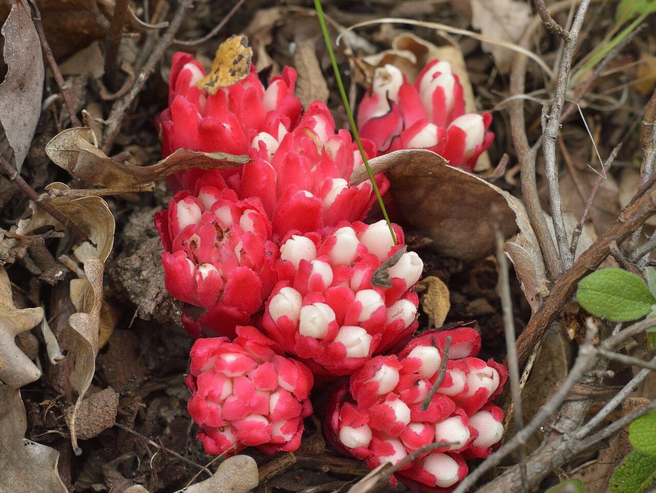 Изображение особи Cytinus ruber.