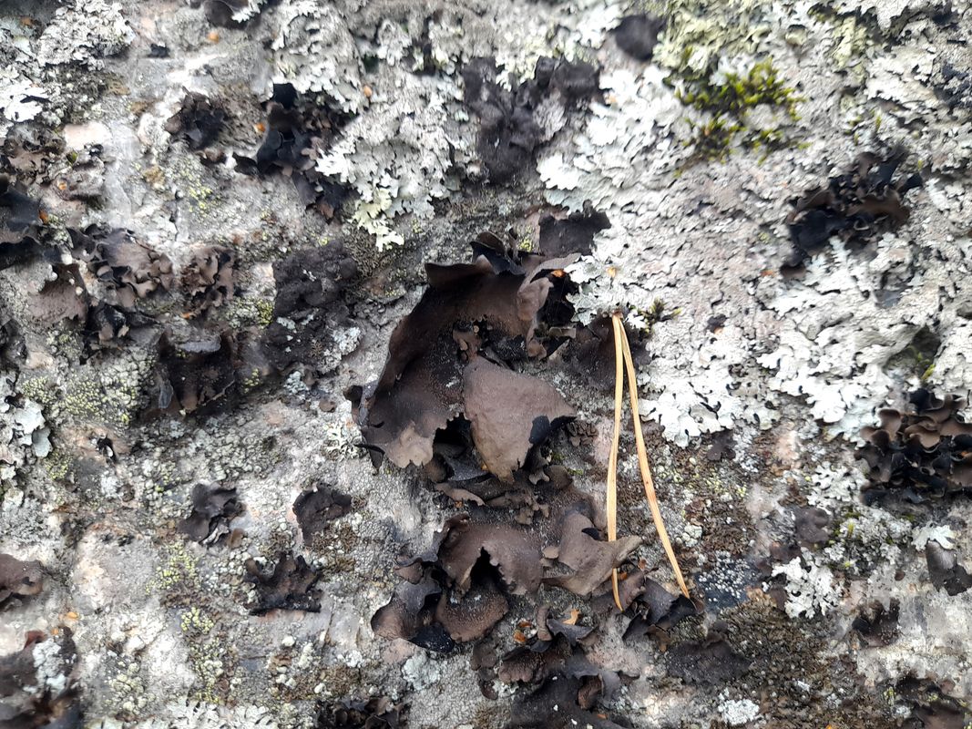 Image of Umbilicaria polyphylla specimen.
