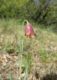 Fritillaria drenovskii. Верхушка цветущего растения. Болгария, Благоевградская обл., община Хаджидимово, к западу от дер. Нова Ловча, гора Славянка, недалеко от вершины Святой Константин, на известняковом каменистом склоне. 26 апреля 2024 г.