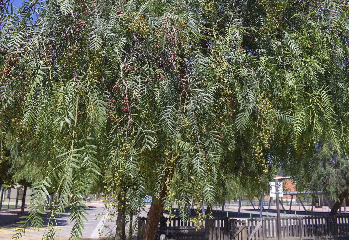 Image of Schinus molle specimen.