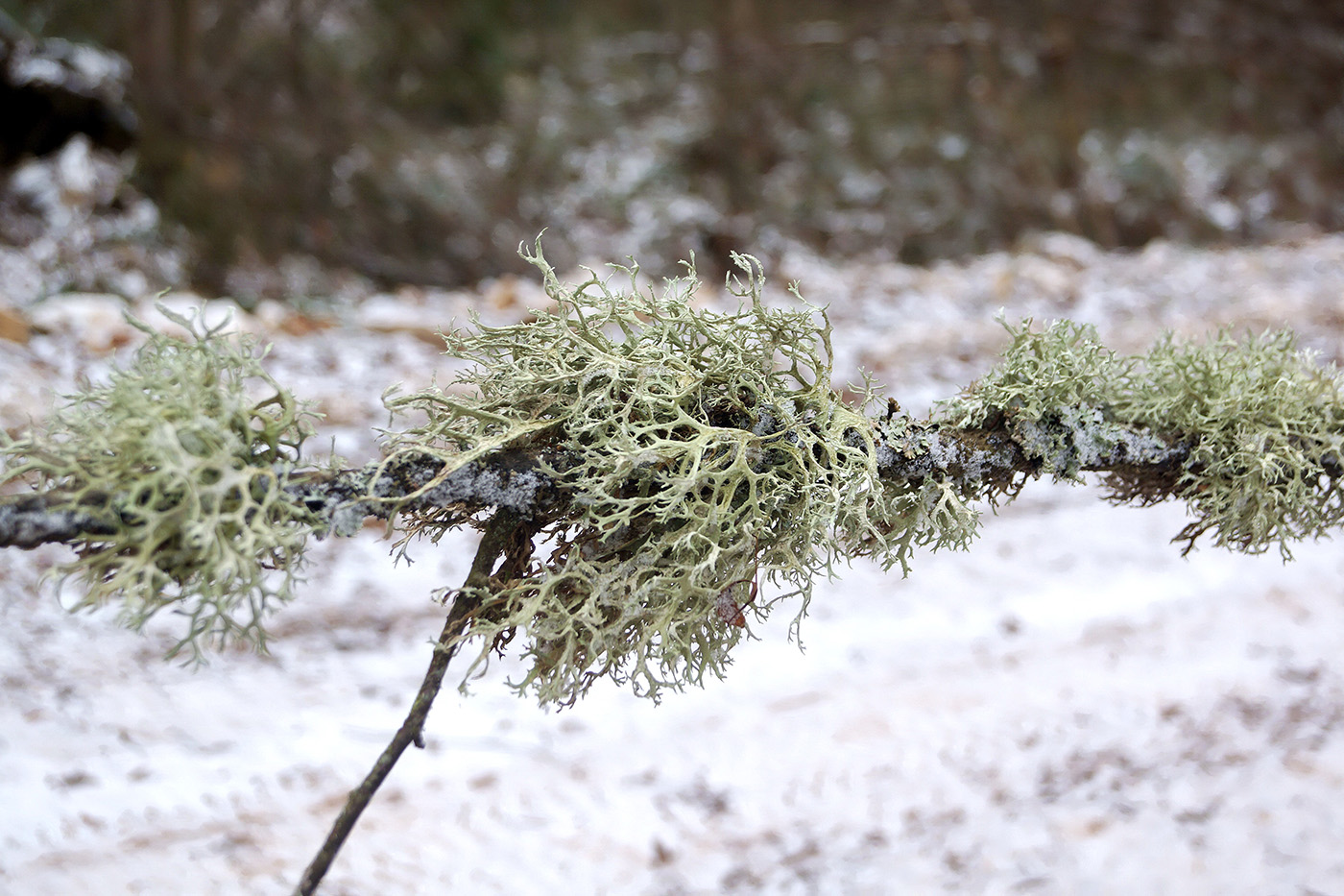 Image of genus Evernia specimen.