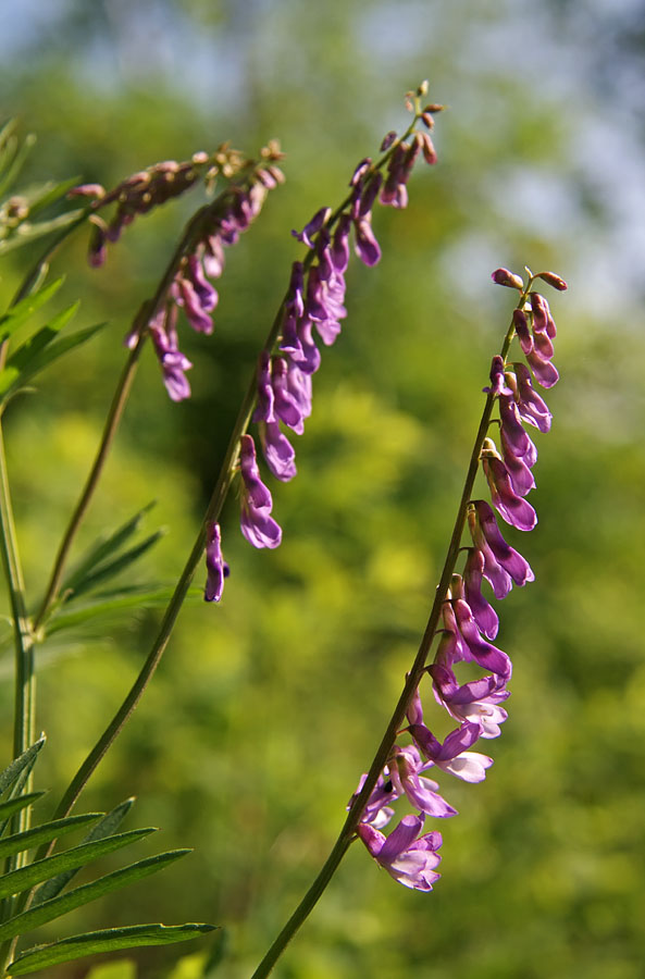 Image of Vicia tenuifolia specimen.