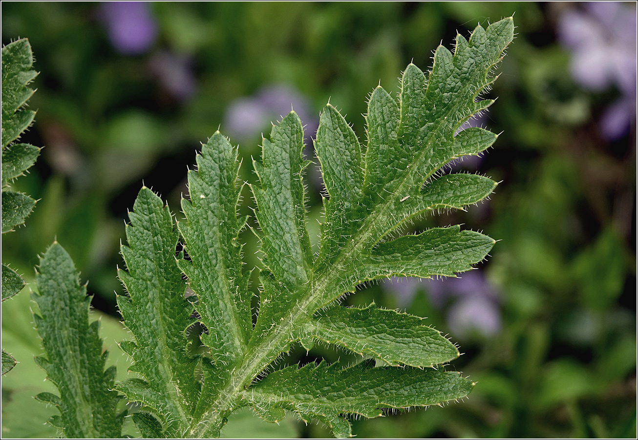 Image of Papaver setiferum specimen.