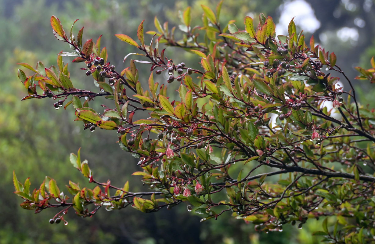 Изображение особи Vaccinium padifolium.