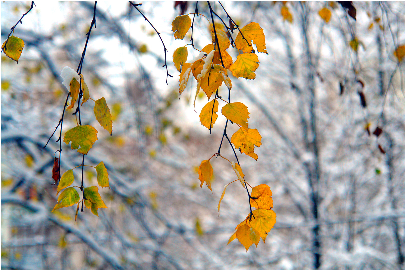 Image of Betula pendula specimen.