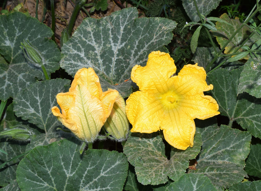 Image of Cucurbita pepo specimen.