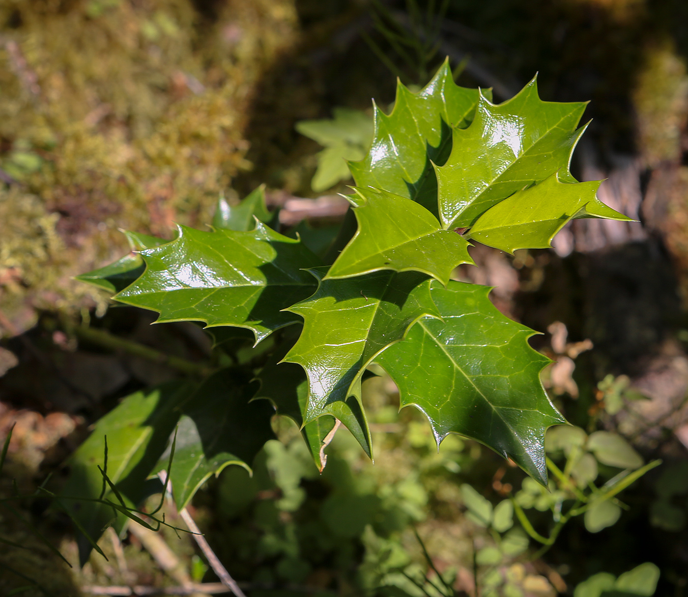 Image of Ilex colchica specimen.