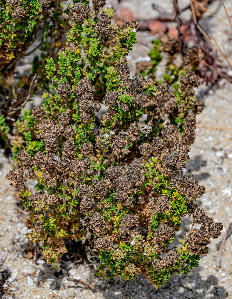 Изображение особи род Thymus.