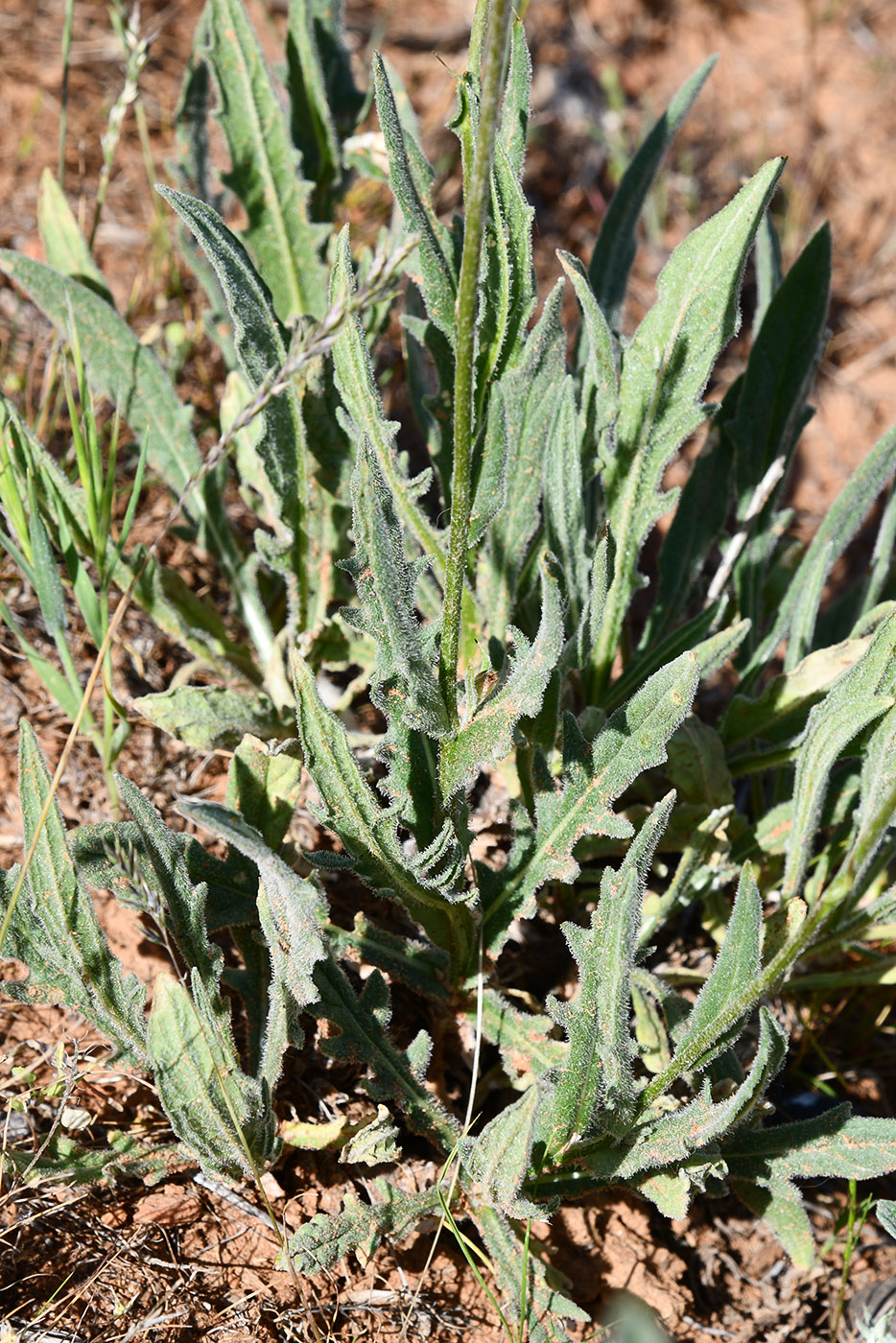 Image of genus Jurinea specimen.